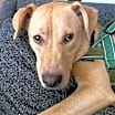 Thumbnail photo of Stella #1