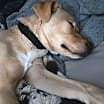 Thumbnail photo of Stella #3