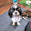 Thumbnail photo of Polly #1