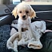 Thumbnail photo of Grover #1