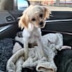Thumbnail photo of Grover #2