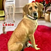 Thumbnail photo of Lexie #1