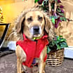 Thumbnail photo of Lexie #2