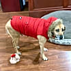 Thumbnail photo of Lexie #4