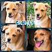 Thumbnail photo of Grumpy #1