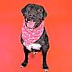 Thumbnail photo of Rocky #1