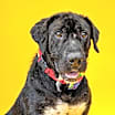Thumbnail photo of Rocky #2