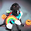 Thumbnail photo of Rocky #3
