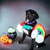 Thumbnail photo of Rocky #4