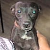 Thumbnail photo of Gypsy #1