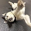 Thumbnail photo of Molly *Foster Needed* #4