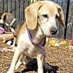 Thumbnail photo of Eloise (ella) #4
