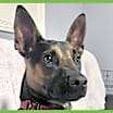 Thumbnail photo of Scooby #1