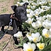 Thumbnail photo of Jenson #1