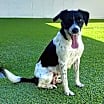 Thumbnail photo of Pepper #1