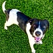 Thumbnail photo of Pepper #3