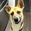 Thumbnail photo of Ziggy #1