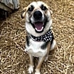 Thumbnail photo of Ziggy #2