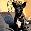 Thumbnail photo of Bandit #1