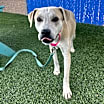 Thumbnail photo of IVORY #4