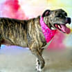 Thumbnail photo of Maisy JH #3
