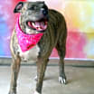 Thumbnail photo of Maisy JH #4