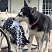 Thumbnail photo of Luna #4