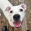 Thumbnail photo of Boo #1