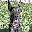 Thumbnail photo of Scooby #4