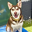 Thumbnail photo of Glimmer #1