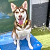 Thumbnail photo of Glimmer #2