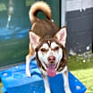 Thumbnail photo of Glimmer #3