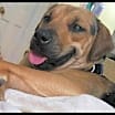 Thumbnail photo of Biscuit #1