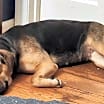 Thumbnail photo of Biscuit #2