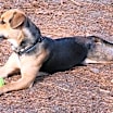 Thumbnail photo of Biscuit #3