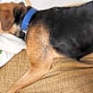 Thumbnail photo of Biscuit #4