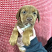 Thumbnail photo of Trouble #4