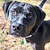 Thumbnail photo of Jett #1