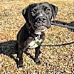 Thumbnail photo of Jett #3