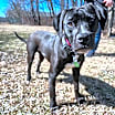Thumbnail photo of Jett #4