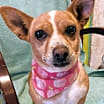 Thumbnail photo of Chiquita #1