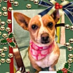 Thumbnail photo of Chiquita #3