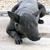 Thumbnail photo of Nuri #1