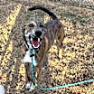 Thumbnail photo of Tiger #1