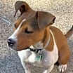 Thumbnail photo of Oliver #4