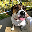 Thumbnail photo of Scout URGENT HEADING 2 SHELTER #1