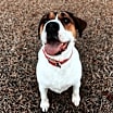 Thumbnail photo of Scout URGENT HEADING 2 SHELTER #2