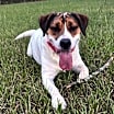 Thumbnail photo of Scout URGENT HEADING 2 SHELTER #3