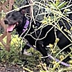 Thumbnail photo of Hydie #4
