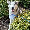 Thumbnail photo of Sasha *Foster Needed* #1